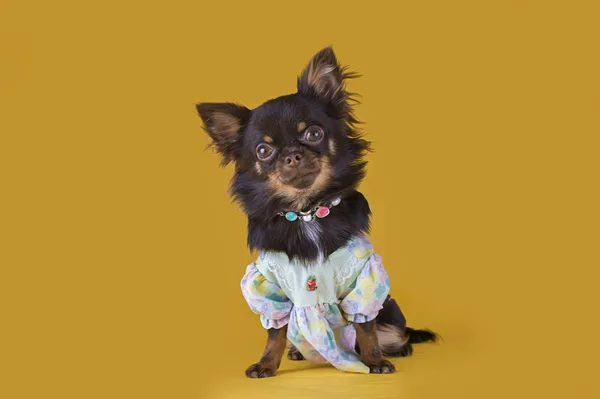 Chihuahua pequeño aislado sobre fondo amarillo —  Fotos de Stock