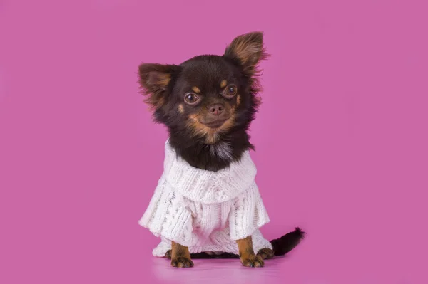 Kleine chihuahua geïsoleerd op roze achtergrond — Stockfoto