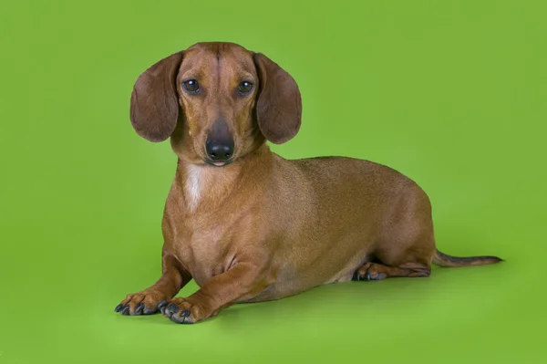 Renkli bir arka plan üzerinde izole dachshund — Stok fotoğraf