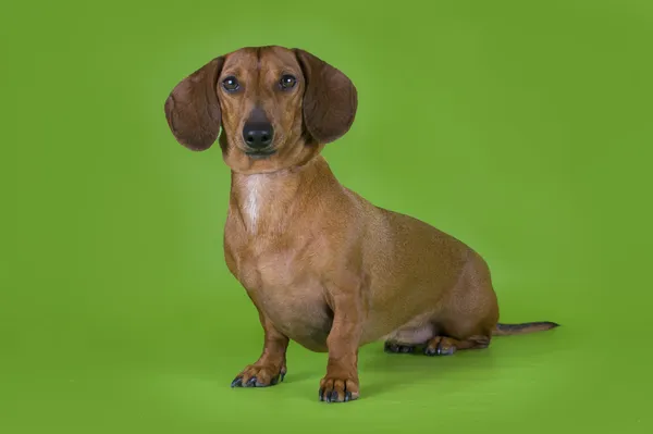 Dachshund izolat pe un fundal colorat — Fotografie, imagine de stoc