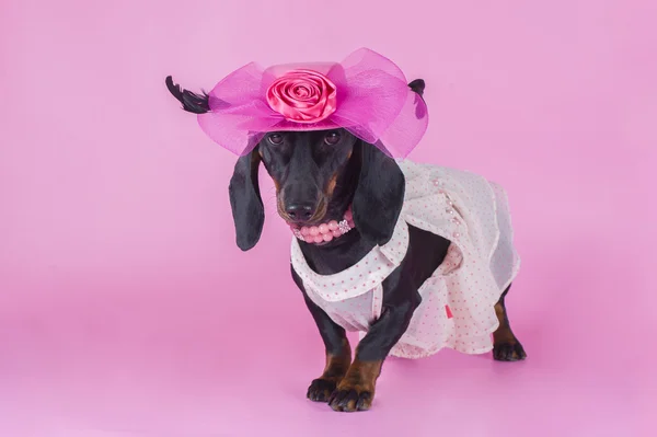 Dachshund isolated on a colored background — Stock Photo, Image