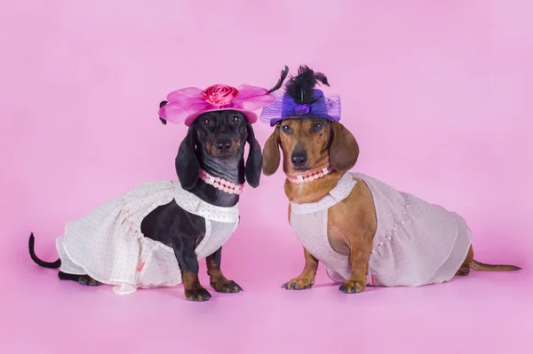 Dachshund isolado em um fundo colorido — Fotografia de Stock