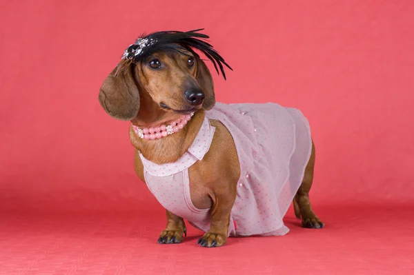 Dachshund isolated on a colored background — Stock Photo, Image