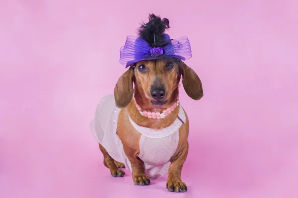 Dachshund isolado em um fundo colorido — Fotografia de Stock