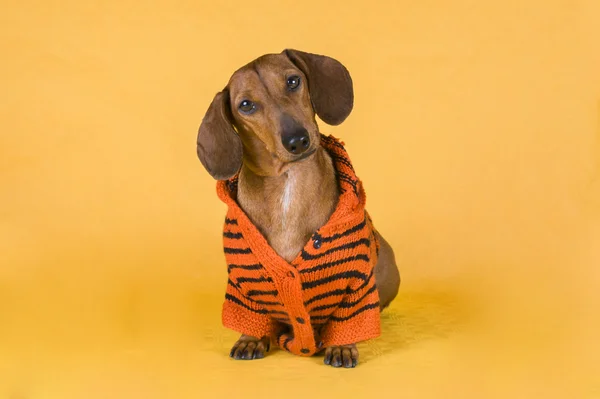 Renkli bir arka plan üzerinde izole dachshund — Stok fotoğraf