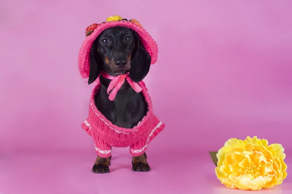 Dachshund isolated on a colored background — Stock Photo, Image