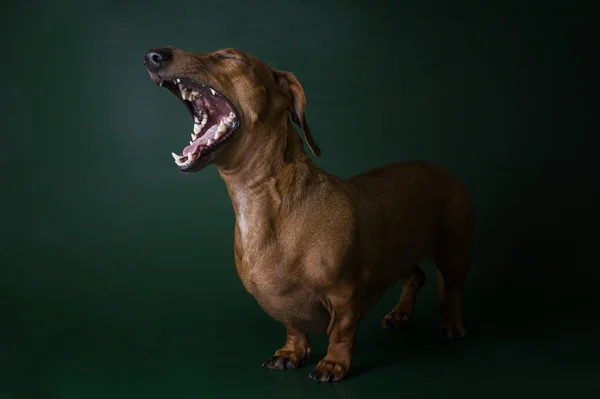 Renkli bir arka plan üzerinde izole dachshund — Stok fotoğraf