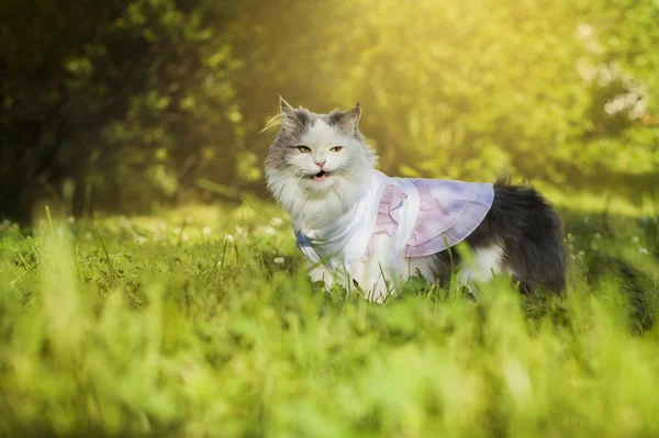 Bahar çimen kedi — Stok fotoğraf