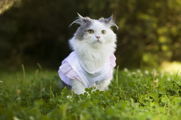 Gato en primavera hierba — Foto de Stock