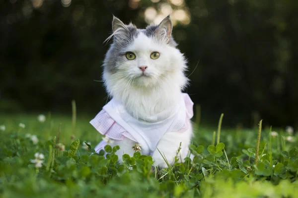 Kočka v trávě na jaře — Stock fotografie