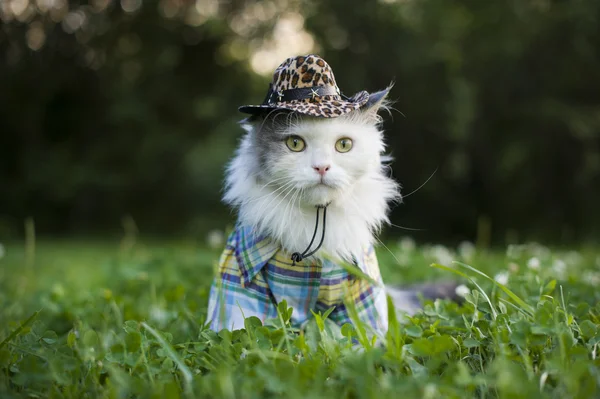 Gatto in erba primaverile — Foto Stock