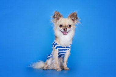 Chihuahua bir kabin çocuk gibi giyinmiş