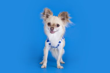 Chihuahua bir kabin çocuk gibi giyinmiş