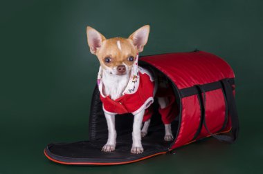 Chihuahua evi