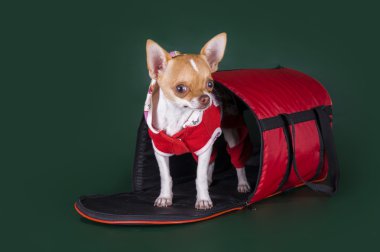 Chihuahua evi