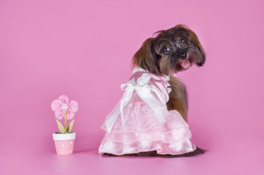 Dog Breed the Petersburg orchid in a wedding dress on a pink bac clipart