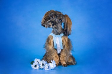 hond ras de petersburg orchidee op blauwe achtergrond 