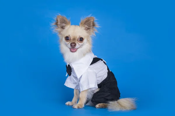 Chihuahua i kostym — Stockfoto