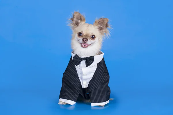 Chihuahua in abito da lavoro — Foto Stock