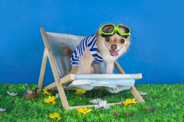 Chihuahua in striped vest on holiday — Stock Photo, Image