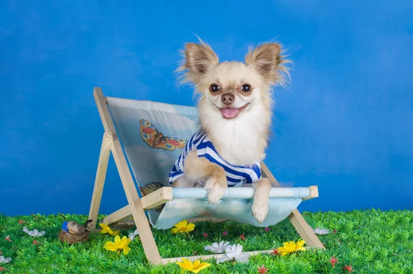 Chihuahua in striped vest on holiday — Stock Photo, Image