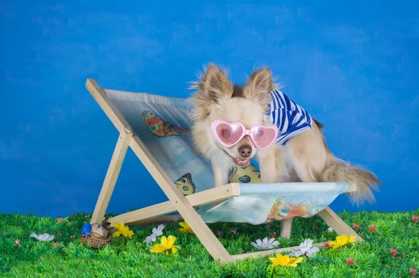 Chihuahua in striped vest on holiday — Stock Photo, Image