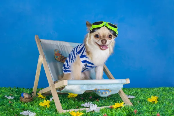 Chihuahua in striped vest on holiday — Stock Photo, Image