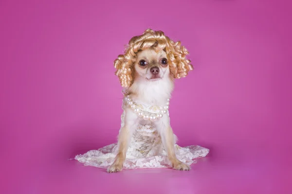 Chihuahua in een jurk van de bruid — Stockfoto