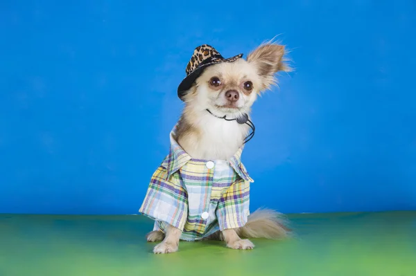 Chihuahua verkleed als een cowboy — Stockfoto