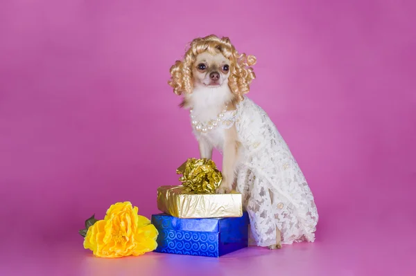 Chihuahua en un vestido de novia — Foto de Stock