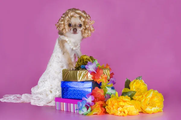 Chihuahua in a dress of the bride — Stock Photo, Image