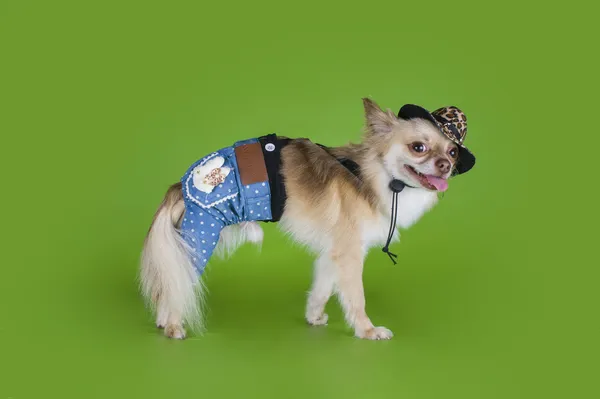 Chihuahua als Cowboy verkleidet — Stockfoto