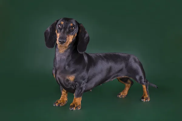 Dachshund preto em um fundo verde — Fotografia de Stock