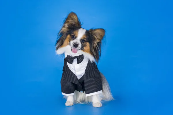 Papillon in a classic suit on a blue background — Stock Photo, Image