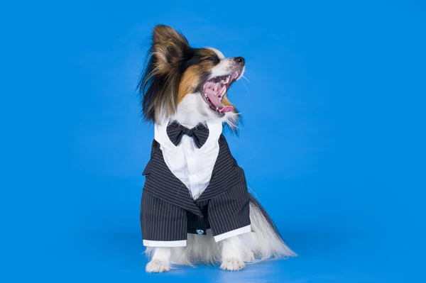 Papillon in een klassieke pak op een blauwe achtergrond — Stockfoto