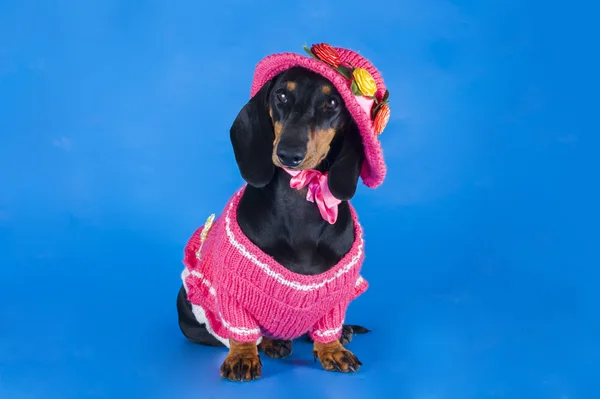 Dachshund in een roze jurk en hoed op een blauwe achtergrond — Stockfoto