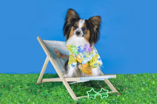 Papillon relaxing in a deck chair on the green grass — Stock Photo, Image