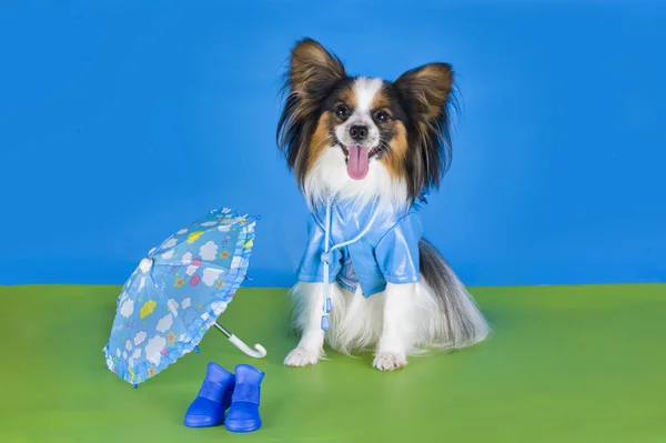Papillon in a raincoat and an umbrella on a green background — Stock Photo, Image