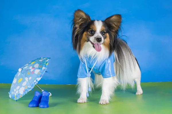 Papillon em uma capa de chuva e um guarda-chuva em um fundo verde — Fotografia de Stock