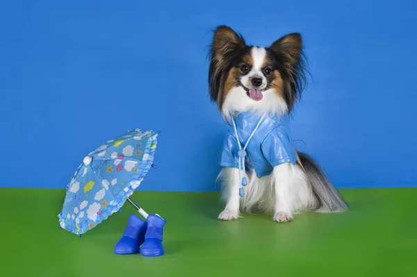 Papillon in a raincoat and an umbrella on a green background — Stock Photo, Image