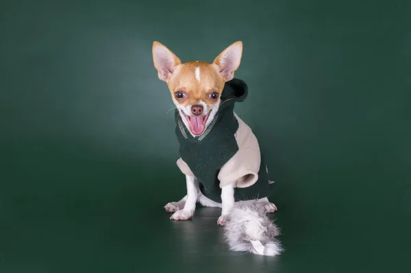 Chihuahua pequeno e sua produção — Fotografia de Stock