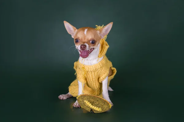 Small chihuahua in the yellow suit on a green background — Stock Photo, Image