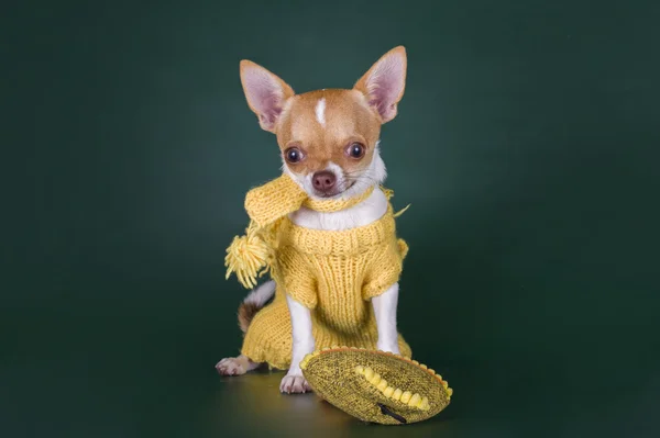 Chihuahua pequeño en traje amarillo sobre fondo verde — Foto de Stock