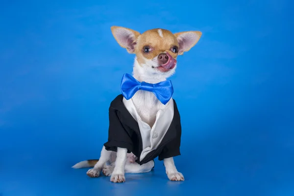 Chihuahua pequeño en traje sobre fondo azul —  Fotos de Stock