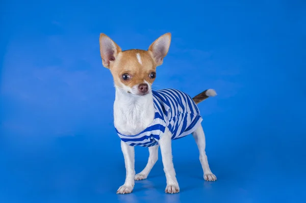 Small chihuahua dressed as a cabin boy on a blue background — Stock Photo, Image