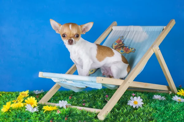 Kleine chihuahua rusten op het gras in de zomer — Stockfoto