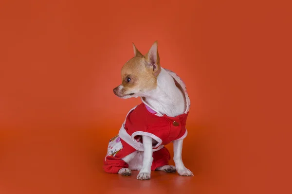 Kleine chihuahua kleren op rode achtergrond — Stockfoto