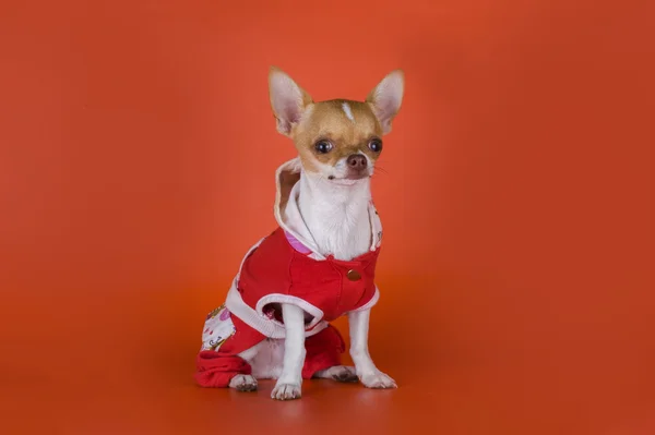 Kleine chihuahua kleren op rode achtergrond — Stockfoto