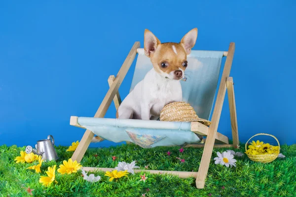 Small chihuahua resting on the grass in the summer — Stock Photo, Image