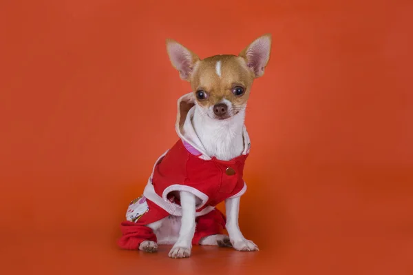 Pequena roupa chihuahua no fundo vermelho — Fotografia de Stock